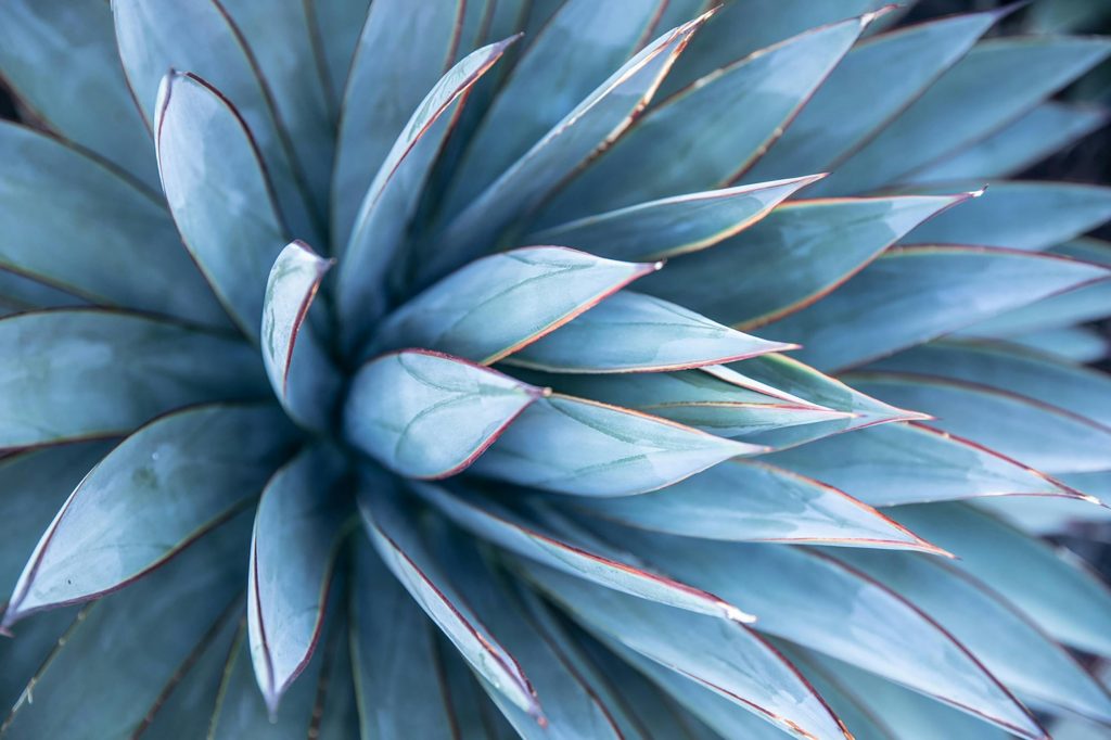 10 Drought-Tolerant Plants for Your Garden