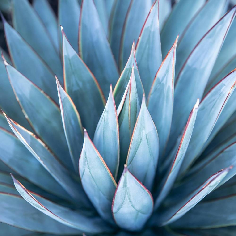 Agave