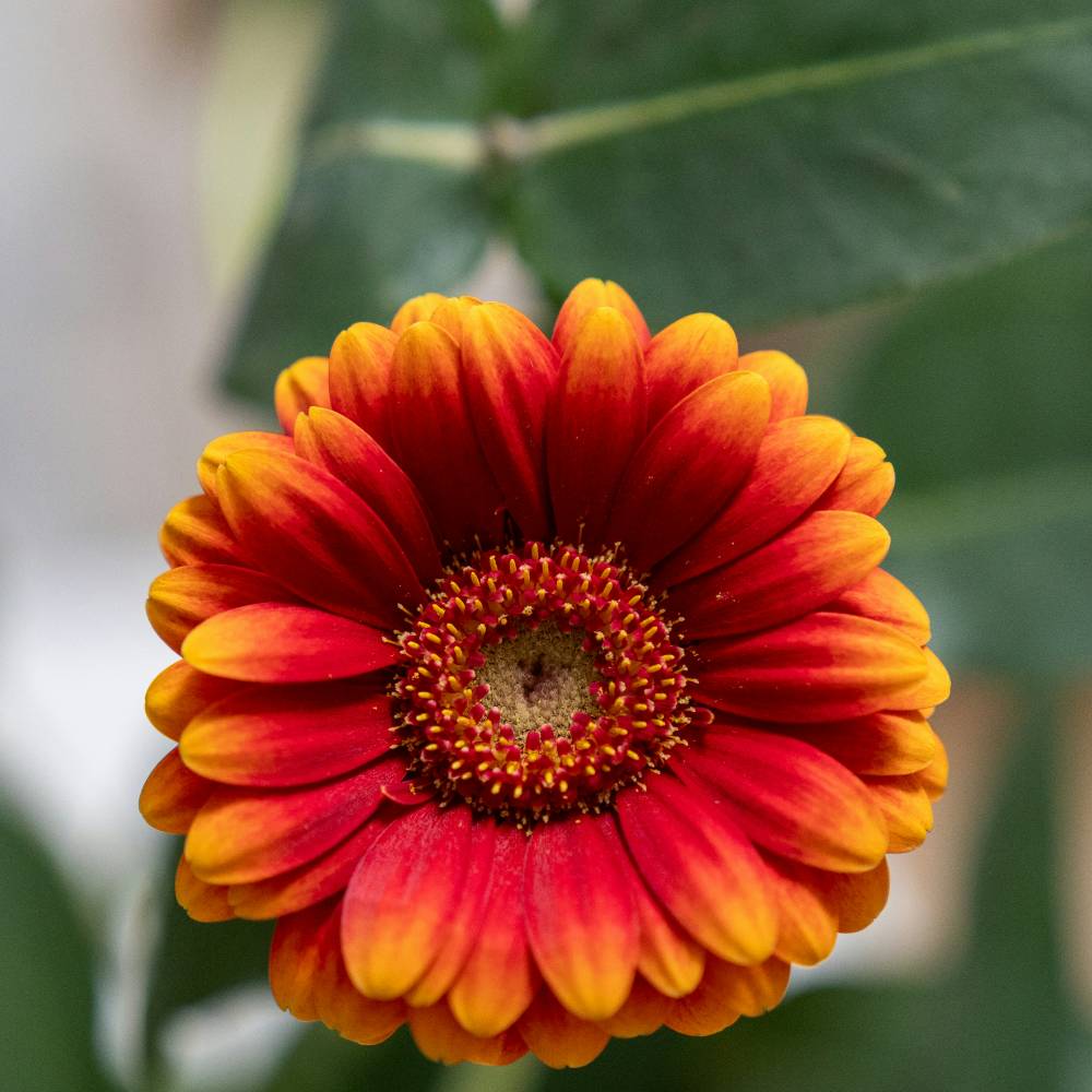 Blanket Flower