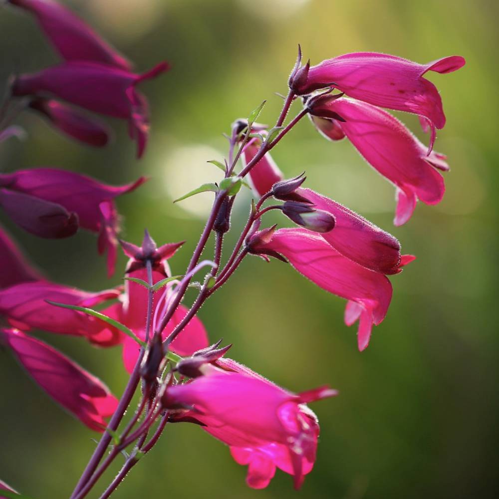 penstemon