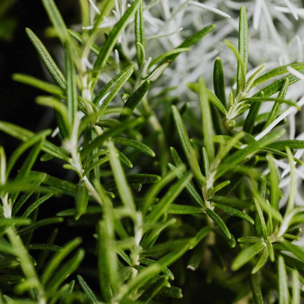 rosemary