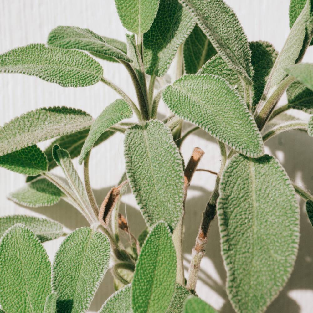 Sage