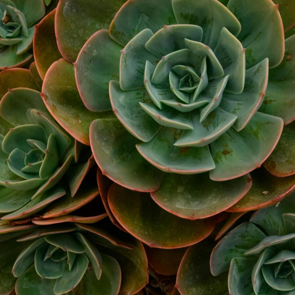 succulents