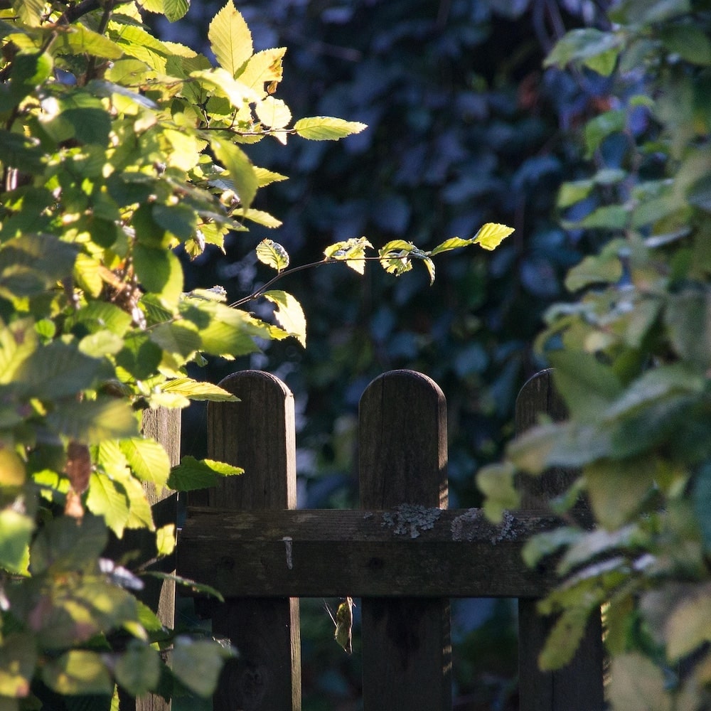 Garden Fence
