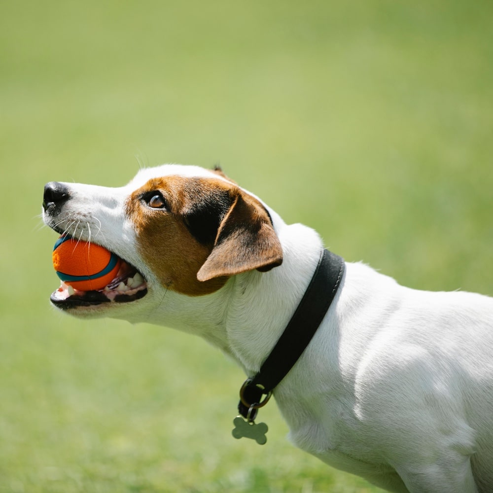Dog with ball