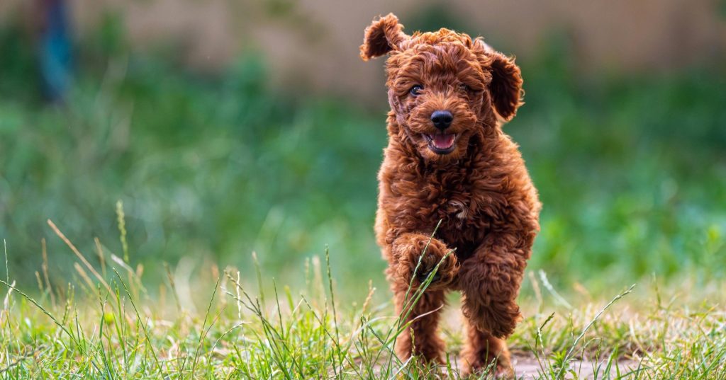 Happy dog in pet-friendly garden in maple valley